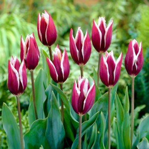 tulipan-chansonette1m.jpg